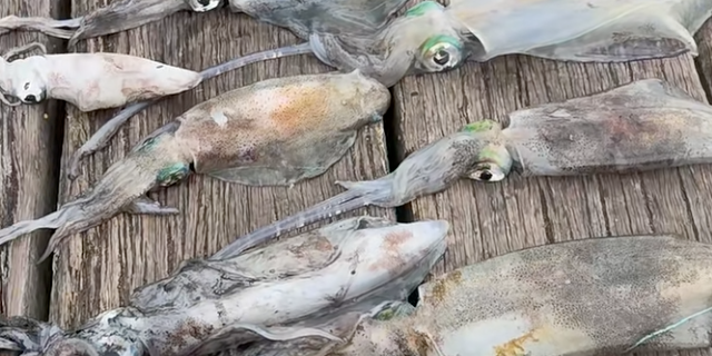 Screenshot 2024-10-23 at 4.06.32 PM